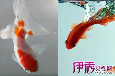 如何辨別魚食中的有害物質(zhì)：如何辨別優(yōu)質(zhì)魚食品牌 其他寵物 第2張