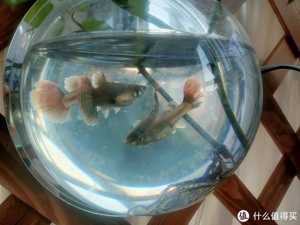 如何辨別魚食中的有害物質(zhì)：如何辨別優(yōu)質(zhì)魚食品牌 其他寵物 第5張