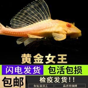 女王大帆魚疾病預(yù)防措施：女王大帆魚混養(yǎng)注意事項(xiàng)， 其他寵物 第3張