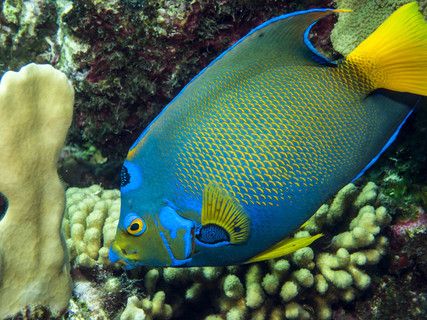 女王大帆魚疾病預(yù)防措施：女王大帆魚混養(yǎng)注意事項(xiàng)， 其他寵物 第4張