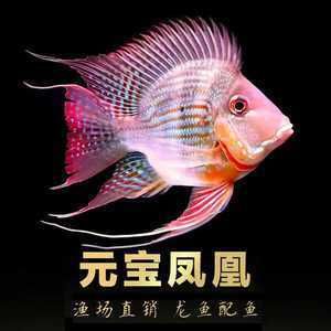 龍魚喂養(yǎng)魚干好嗎：喂龍魚吃魚干會不會影響其健康？ 水族問答 第1張