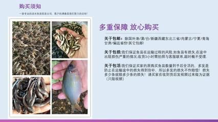 蝴蝶鯉魚苗遺傳特性研究：蝴蝶鯉的遺傳特性研究 其他寵物 第3張