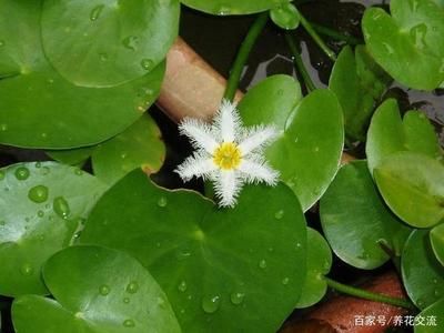 不同水生植物的生長(zhǎng)條件：不同水生植物對(duì)水質(zhì)的要求