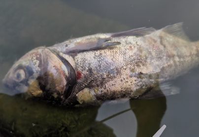 魚類越冬期營養(yǎng)需求分析：魚類在越冬期間的營養(yǎng)需求 其他寵物 第2張