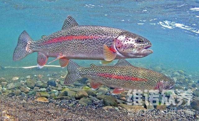 三間魚繁殖期飼料選擇指南：帝王三間魚的繁殖期飼料選擇指南 其他寵物 第1張