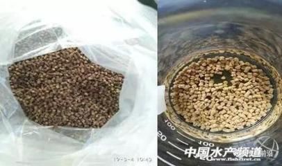 魚苗飼料耐水性測試方法：飼料耐水性測試方法 其他寵物 第3張