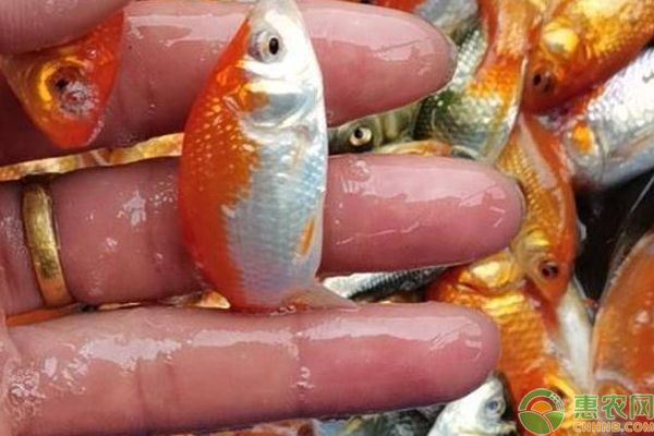 魚苗飼料喂養(yǎng)常見問題及解決方法：如何判斷魚苗飼料營養(yǎng)均衡的重要性 其他寵物 第5張