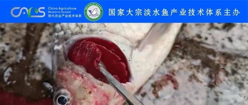 飼料消毒對魚病的影響：水產(chǎn)品安全法規(guī)解讀飼料消毒對魚病的影響主要體現(xiàn) 其他寵物 第5張