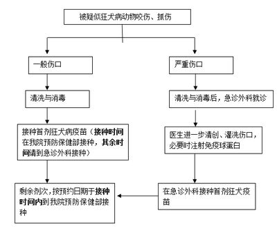 狂犬病疫苗接種流程：狂犬病疫苗接種流程和注意事項 其他寵物 第3張