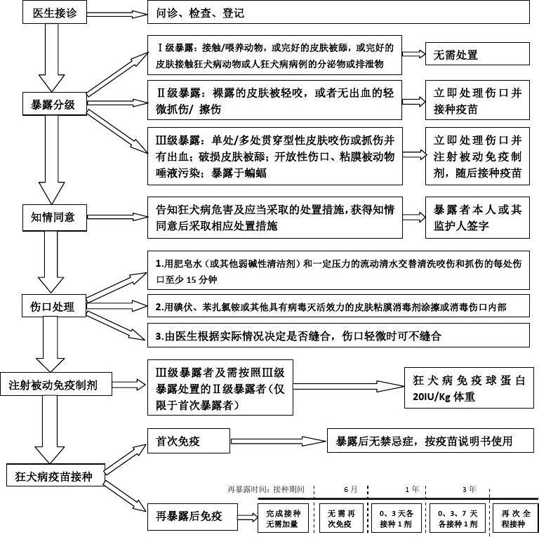 狂犬病疫苗接種流程：狂犬病疫苗接種流程和注意事項 其他寵物 第4張