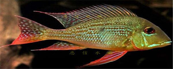 龍魚(yú)紋身意義和象征：龍魚(yú)紋身在文化中通常代表著什么意義 水族問(wèn)答 第1張