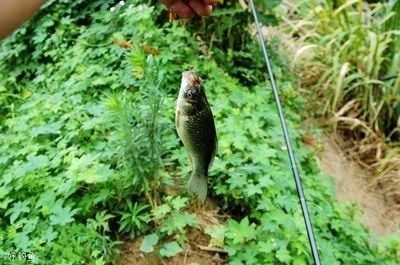 雪鯽魚(yú)繁殖缸水草選擇指南：雪鯽魚(yú)繁殖缸水草選擇指南，為了提高雪鯽魚(yú)的繁殖效率 其他寵物 第1張