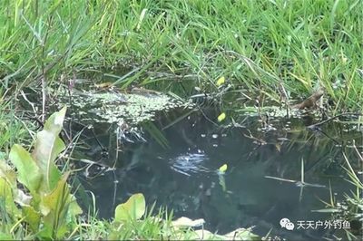 雪鯽魚(yú)繁殖缸水草選擇指南：雪鯽魚(yú)繁殖缸水草選擇指南，為了提高雪鯽魚(yú)的繁殖效率 其他寵物 第2張