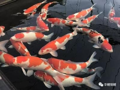 優(yōu)質錦鯉魚選購指南：如何挑選優(yōu)質的錦鯉魚