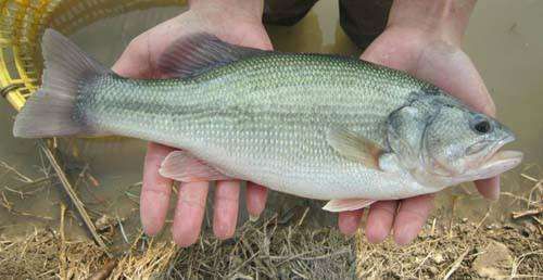 如何判斷魚苗飼料質量優(yōu)劣：魚苗飼料中魚粉含量標準 其他寵物 第6張