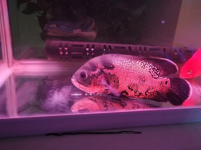 龍魚無緣無故死了：關(guān)于龍魚無緣無故死亡的問題 水族問答 第2張