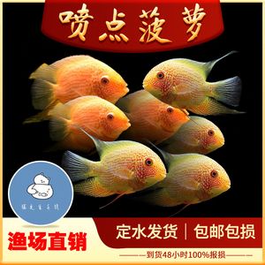 噴點(diǎn)菠蘿魚(yú)活餌自制方法：噴點(diǎn)菠蘿魚(yú)活餌保存技巧 其他寵物 第5張