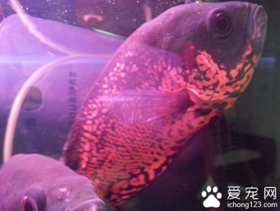 龍魚無緣無故死了一條：龍魚無緣無故死亡怎么辦？ 水族問答 第2張