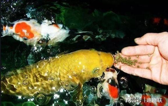 藍帆三間魚水氣病的急救措施：藍帆三間魚常見疾病預(yù)防 其他寵物 第1張