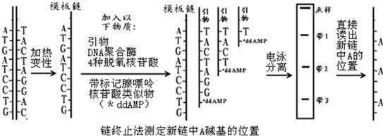 生物膜形成過程解析：生物膜的形成過程 其他寵物 第5張