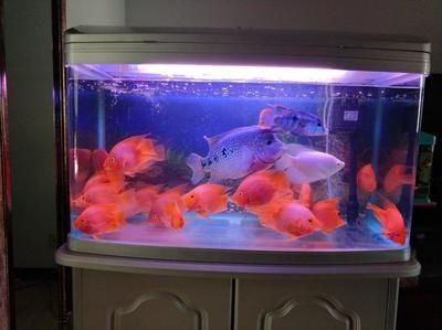 鸚鵡魚冬季飼料選擇指南：鸚鵡魚冬季飼料選擇指南,鸚鵡魚營(yíng)養(yǎng)均衡搭配