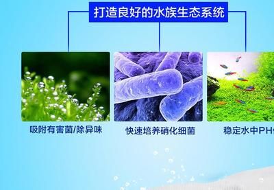 硝化菌培養(yǎng)常見(jiàn)問(wèn)題及解決：硝化菌在廢水生物處理中扮演關(guān)鍵作用 其他寵物 第5張