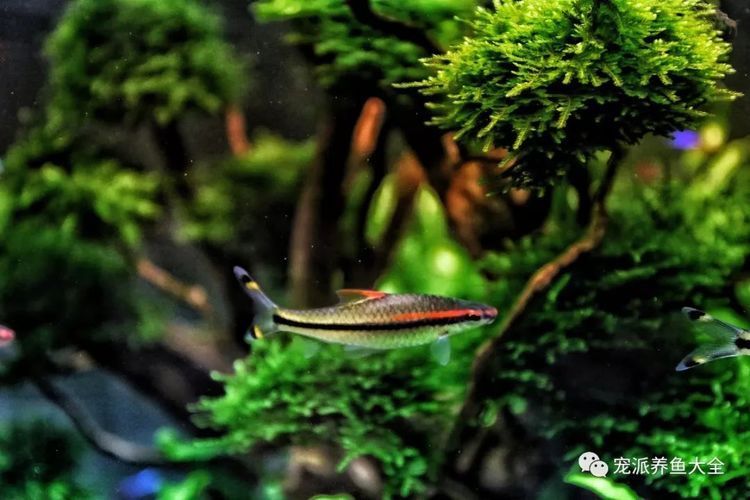 小型水草對(duì)一眉道人魚(yú)的益處：小型水草對(duì)一眉道人魚(yú)有哪些益處？ 其他寵物 第3張