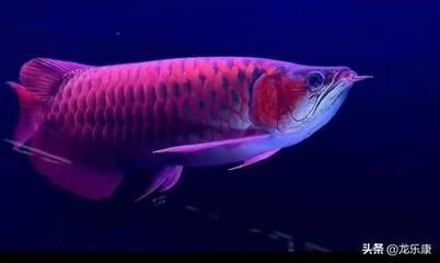 龍魚下沉缸底一直不動正常嗎：龍魚在缸底下沉不動是怎么回事？ 水族問答 第1張