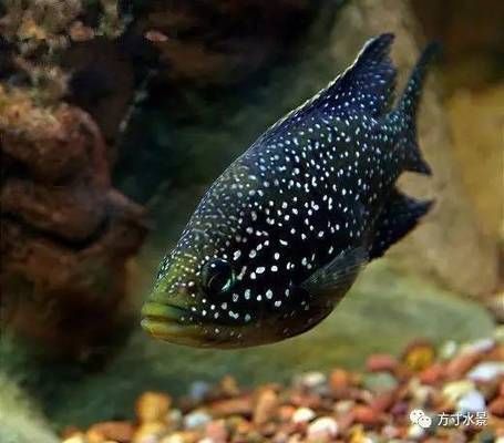 蝴蝶魚幼魚與成魚飼料差異：蝴蝶魚幼魚與成魚在飼料的選擇上存在明顯的差異 其他寵物 第4張