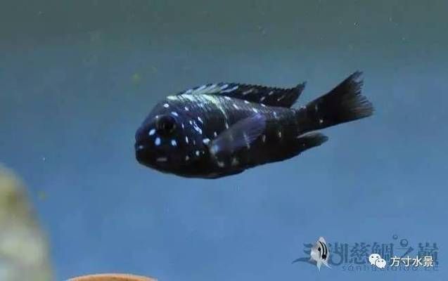 蝴蝶魚幼魚與成魚飼料差異：蝴蝶魚幼魚與成魚在飼料的選擇上存在明顯的差異 其他寵物 第5張