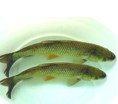 活魚(yú)保存過(guò)程中如何避免污染：活魚(yú)保存的有效方法和技巧 其他寵物 第2張