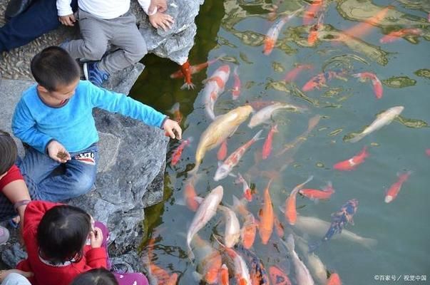 紅白錦鯉食欲減退的原因：紅白錦鯉食欲減退可能由多種因素引起 其他寵物 第5張