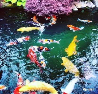 龍魚(yú)下仔：如何正確飼養(yǎng)龍魚(yú)以增加下仔的幾率 水族問(wèn)答 第1張