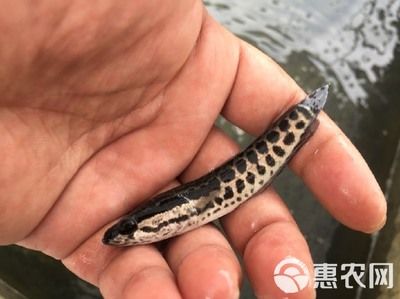 黑魚苗品種對比選擇：如何選擇黑魚苗品種 其他寵物 第3張