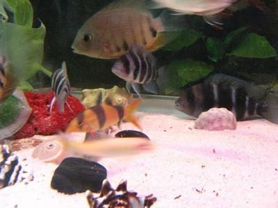 三間鼠魚(yú)飼料喂食量控制：三間鼠魚(yú)飼料及牌推薦 其他寵物 第5張