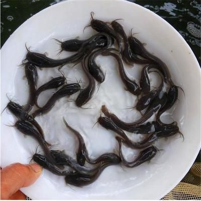 魚苗飼料品牌推薦：如何選擇魚苗飼料品牌 其他寵物 第1張