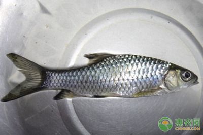 魚苗飼料品牌推薦：如何選擇魚苗飼料品牌 其他寵物 第4張