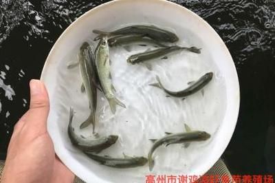 黑魚(yú)苗地區(qū)價(jià)格差異原因：影響黑魚(yú)苗市場(chǎng)價(jià)格差異的因素 其他寵物 第1張