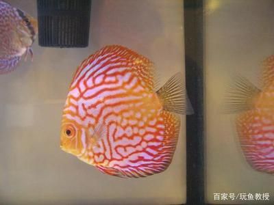 七彩神仙魚(yú)水質(zhì)調(diào)控方法：七彩神仙魚(yú)水質(zhì)調(diào)控的常見(jiàn)誤區(qū)七彩神仙魚(yú)水質(zhì)調(diào)控的常見(jiàn)誤區(qū) 其他寵物 第2張