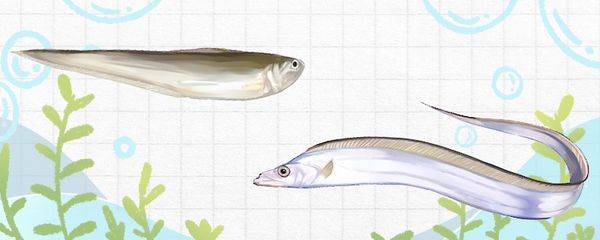 龍魚(yú)現(xiàn)狀：關(guān)于龍魚(yú)的5個(gè)問(wèn)題 水族問(wèn)答 第2張