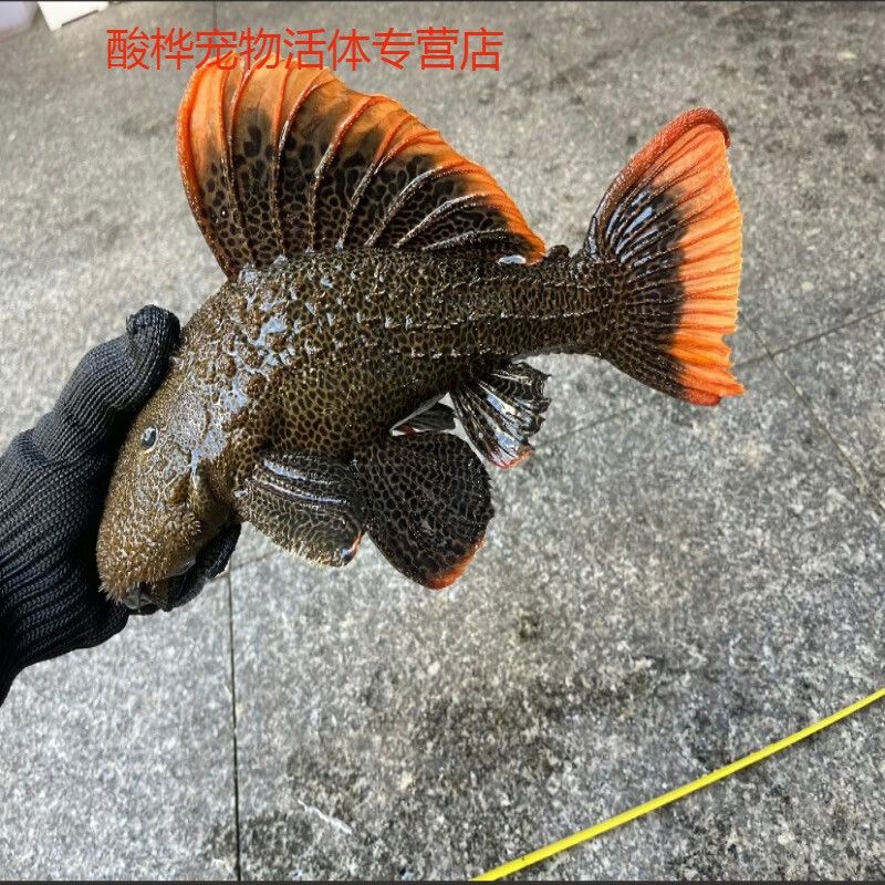 象鼻魚夜行覓食策略：象鼻魚夜行覓食的環(huán)境要求