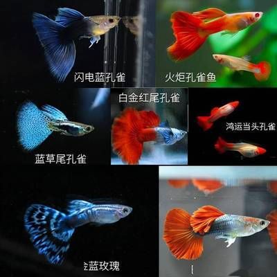 雙線側(cè)魚繁殖水溫調(diào)控技巧：雙線側(cè)魚的繁殖水溫調(diào)控技巧 其他寵物 第4張