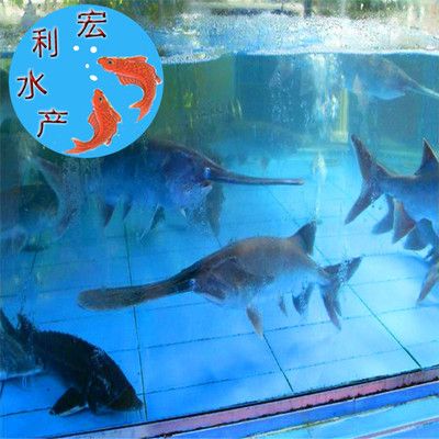 鴨嘴魚(yú)細(xì)菌性疾病治療方法：鴨嘴魚(yú)的細(xì)菌性疾病治療方法