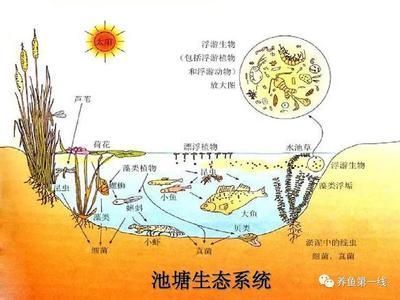 鴨嘴魚常見疾病及預(yù)防：鴨嘴魚常見疾病及預(yù)防措施 其他寵物 第2張