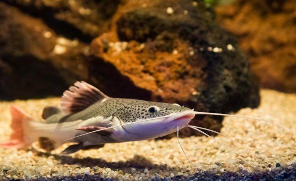 招財貓魚苗飼料保存技巧：招財貓魚苗的飼料保存技巧 其他寵物 第3張