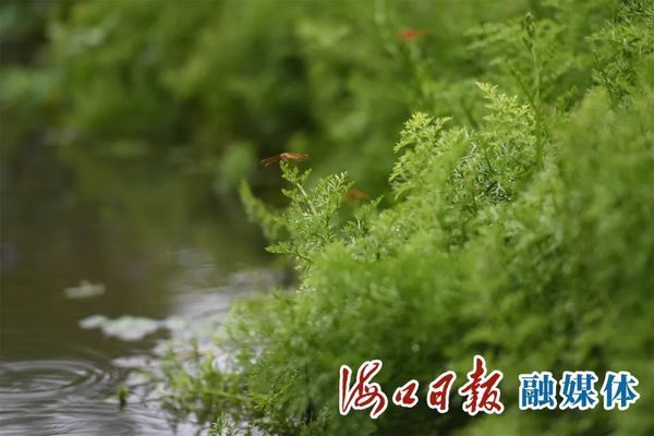 濕地生態(tài)修復(fù)中水生植物的選擇：在濕地生態(tài)修復(fù)中水生植物的選擇至關(guān)重要 其他寵物 第1張