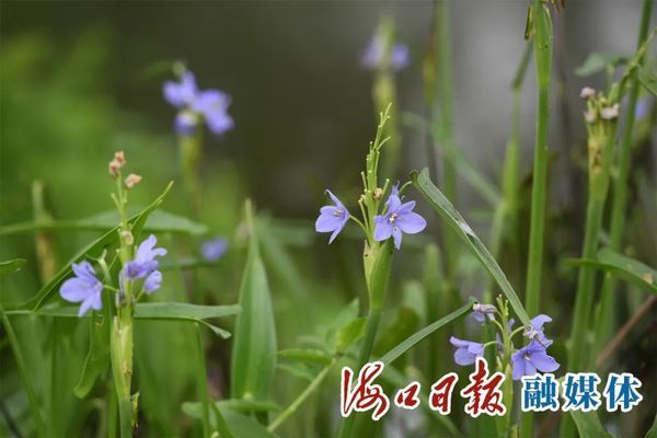 濕地生態(tài)修復(fù)中水生植物的選擇：在濕地生態(tài)修復(fù)中水生植物的選擇至關(guān)重要 其他寵物 第3張