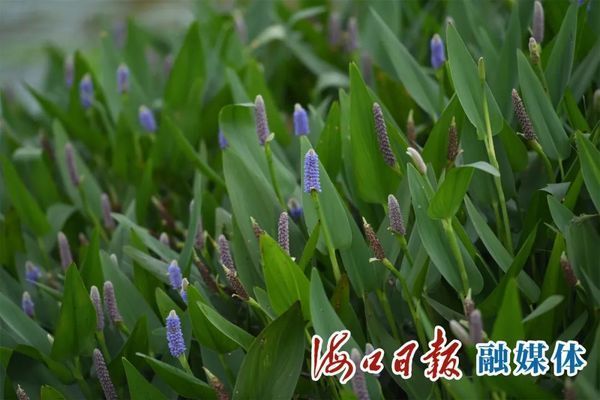 濕地生態(tài)修復(fù)中水生植物的選擇：在濕地生態(tài)修復(fù)中水生植物的選擇至關(guān)重要 其他寵物 第4張