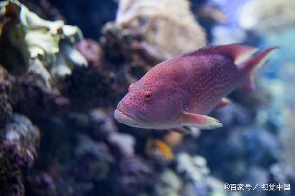 龍魚像什么比喻句：水族館中的精靈——龍魚 水族問答 第2張