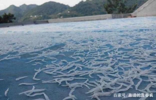 銀魚苗品質(zhì)差異影響因素：影響銀魚苗品質(zhì)的主要因素 其他寵物 第2張